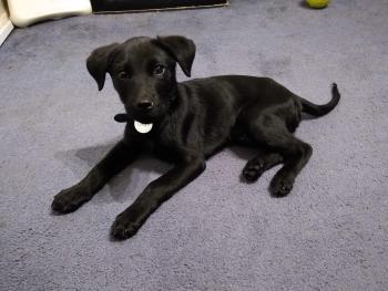 Onyx, Labrador Retriever