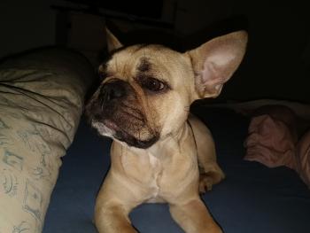 Oscar, Bulldog Francés