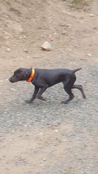 Mollie, Braco Alemán De Pelo Corto