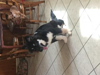 Luna Belle White, Malamute De Alaska