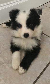 Jake, Border Collie