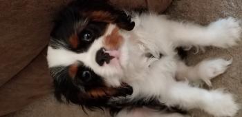 Gibson Lee, Cavalier King Charles Spaniel