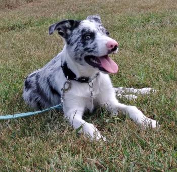Rayzor, Border Collie