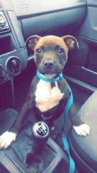 O’Milo, Staffordshire Bull Terrier