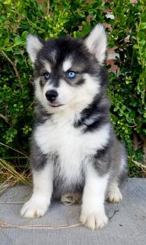 Mappy, Husky Siberiano