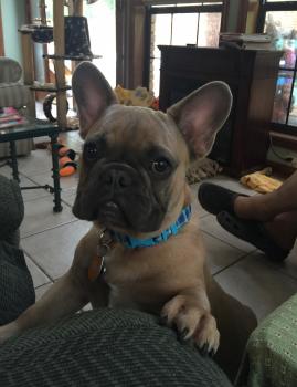 Tank, Bouledogue Français