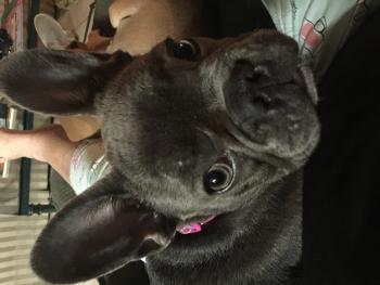 Tia, Bouledogue francese