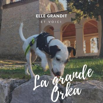 ORKA, Parson Jack Russell Terrier (De Pelaje Corto - Suave)