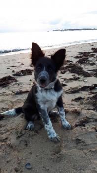 Orka, Border Collie