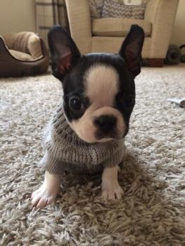 Jackson, Boston Terrier