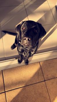 Lincoln, Labrador Retriever