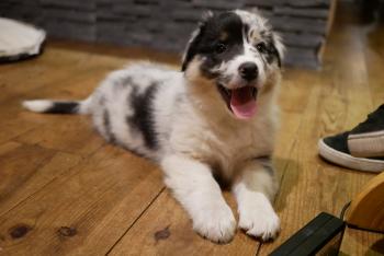 Oshi, Australian Shepherd Dog