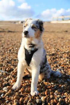 Kato, Australischer Schäferhund