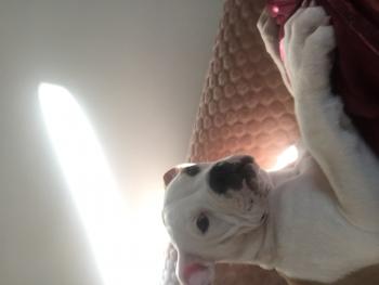 Lilo, Bulldog americano