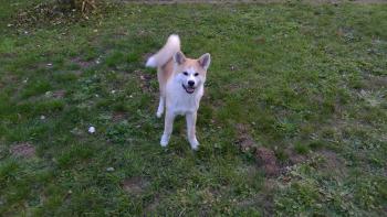 Nagaï, Akita Japonés