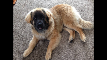 Aslan, Leonberger