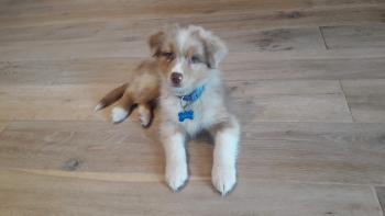 Nanook, Pastor Australiano