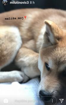 Riko, Akita Japonés