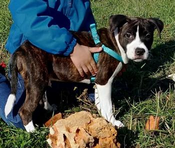 Oslo, Staffordshire Bull Terrier