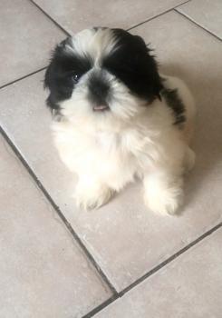 Sushi, Shih Tzu