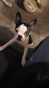 McKenna Heilman, Boston Terrier