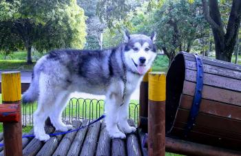 Siku, Malamute