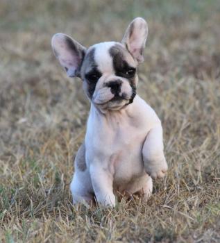 osiris, Bulldog Francés