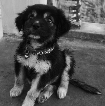 Kuzco, Otros perros