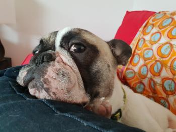 newton, Bulldog Francés