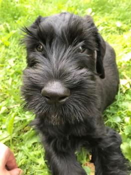 Rudi, Schnauzer Gigante