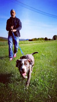 Ayrton, American Staffordshire Terrier