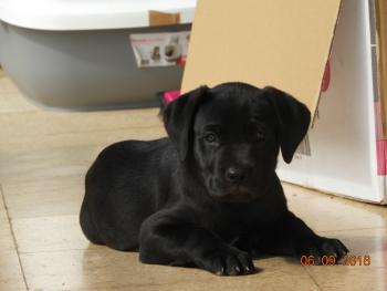 Orka, Cane Corso