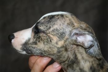 Over von Hoëhenzoller dit OXO, Whippet