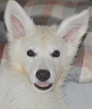 Thor Marshmallow, Pastore Svizzero Bianco