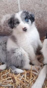Orsko, Border Collie