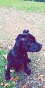 Oslo, Staffordshire Bull Terrier