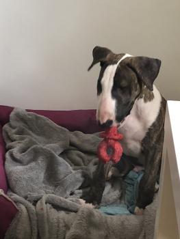 Odin, Bull Terrier