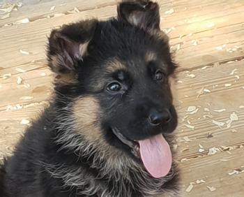 ORKAN, Perro Pastor Alemán