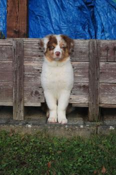 laika, Berger Australien
