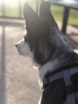 Odin, Husky Siberiano