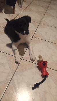 Orka, Border Collie