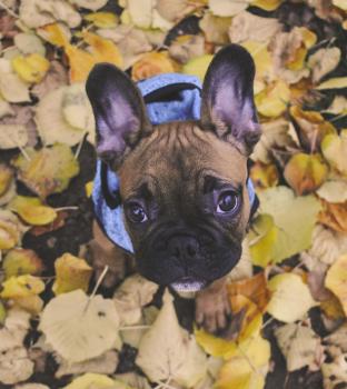 Ignac, Bulldog Francés