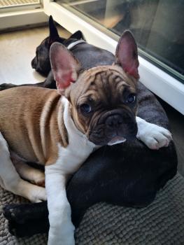 TITAN, Bouledogue francese