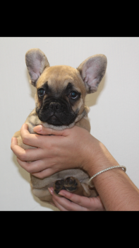 Geogre, Bulldog Francés