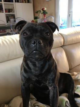 Naiko, Staffordshire Bullterrier
