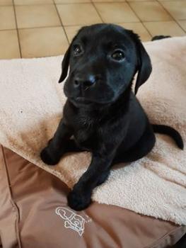 Oréo, Labrador Retriever