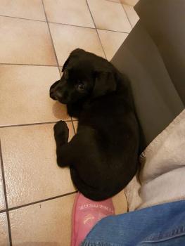 Nouchka, Labrador Retriever