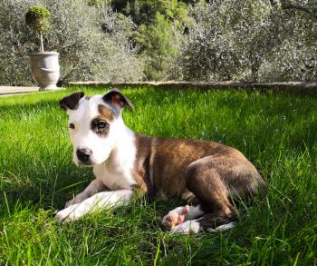 Aïko, American Staffordshire Terrier