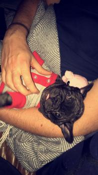 Jason, Bulldog Francés