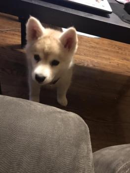 Saber, Malamute De Alaska